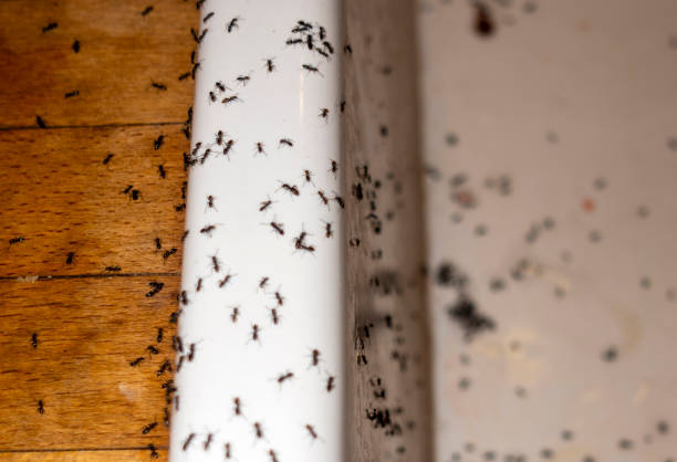 Best Ant Control Services  in Augusta, GA