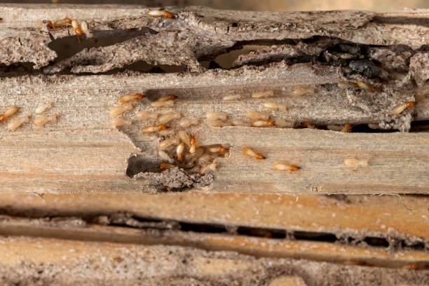 Best Insect Control  in Augusta, GA